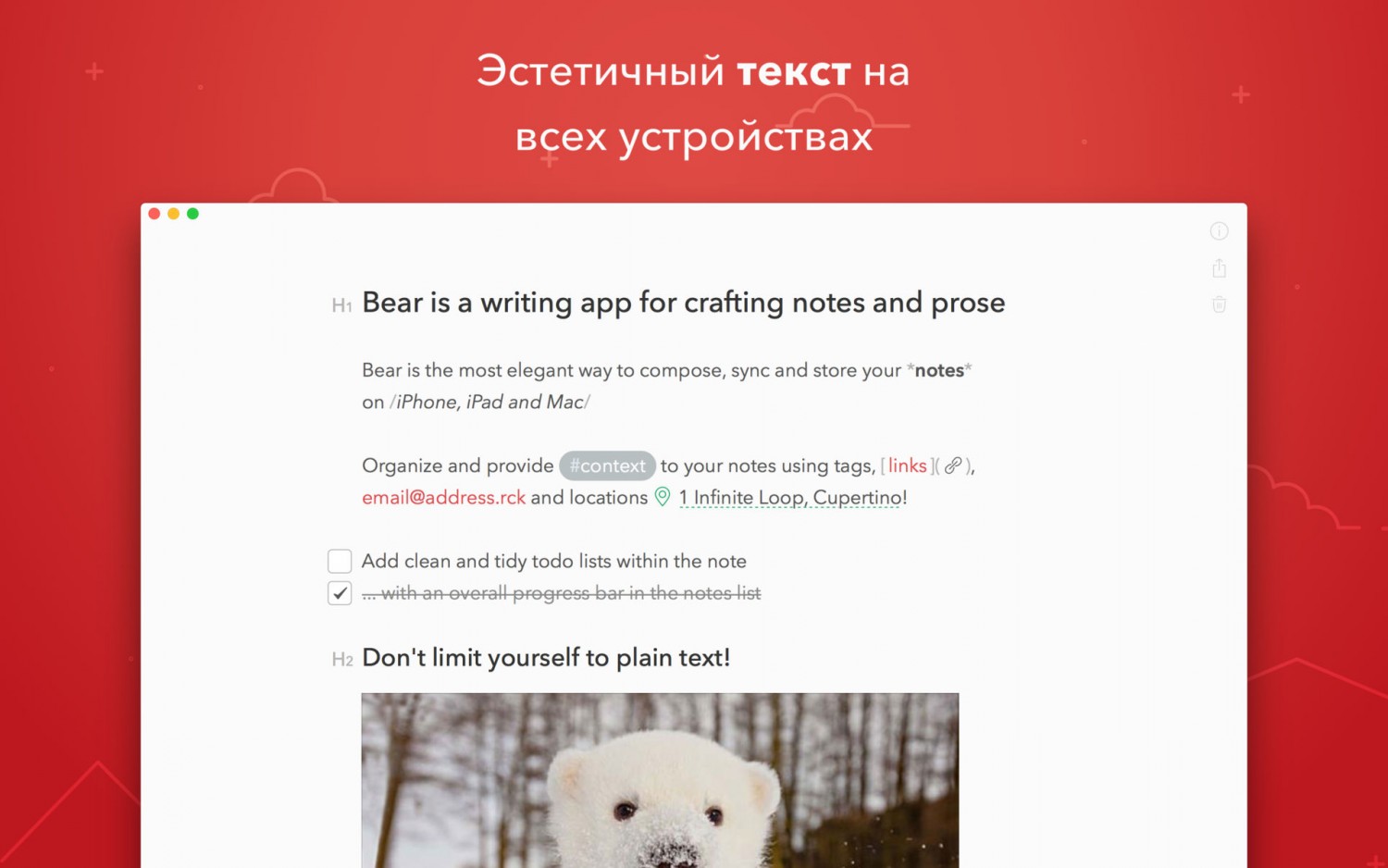 Bear